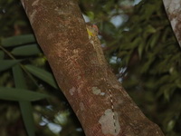 Blanford's Flying Lizard - male  - Kaeng Krachan NP