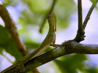 Blanford's Flying Lizard  - Sri Phang Nga NP