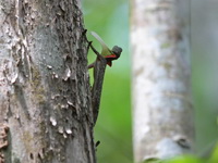 Blanford's Flying Lizard  - Kaeng Krachan NP