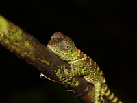 Blue-eyed Angle-headed Lizard - juvenile  - Bala