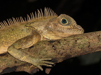 Blue-necked Angle-headed Lizard  - Betong