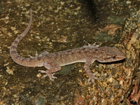 Brook's House Gecko  - Raksa Warin Public Park