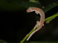 Brown's Camouflage Gecko  - Bala