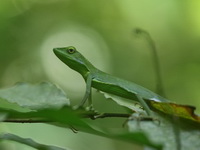 Burmese Crested Lizard  - Kui Buri NP