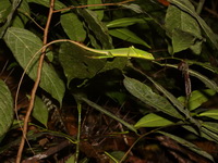 Burmese Crested Lizard  - Kui Buri NP