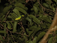 Burmese Crested Lizard  - Khao Kitchakut NP