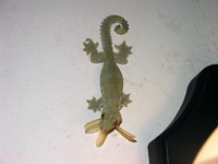 Cambodian Parachute Gecko  - Phuket