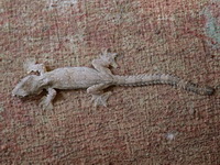 Cambodian Parachute Gecko  - Mu Koh Surin NP