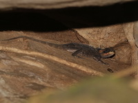 Cardamom Mountains Spiny Lizard  - Khao Yai NP