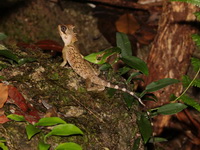 Cardamom Mountains Spiny Lizard  - Khao Kitchakut NP