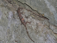 Chaloem Rattanakosin Bent-toed Gecko  - Chaloem Rattanakasin NP