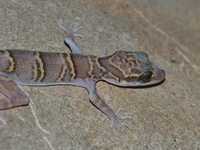Chanhome's Bent-toed Gecko  - Saraburi