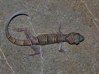 Chanhome's Bent-toed Gecko  - Saraburi