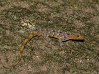 Chantaburi Day Gecko  - Khao Kitchakut NP