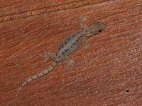 Chiang Mai Dwarf Gecko  - Doi Inthanon NP