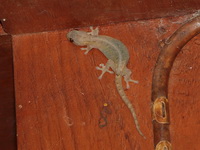 Chiang Mai Dwarf Gecko  - Doi Inthanon NP