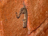 Chiang Mai Dwarf Gecko  - Doi Chang