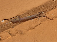 Common Dwarf Gecko  - Betong