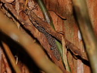 Common Dwarf Gecko  - Khan Thuli Peatswamp Forest