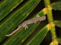 Common Dwarf Gecko  - Pa Phru Sirindhorn