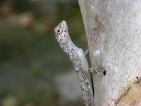 Common Flying Lizard - female  - Phuket