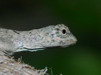 Common Flying Lizard - female  - Phuket