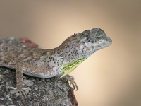 Common Flying Lizard - male  - Phuket