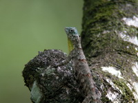 Common Flying Lizard - male  - Phang Nga