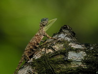 Common Flying Lizard - male  - Phang Nga