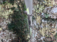 Common Flying Lizard - male  - Phuket