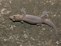 Common Four-clawed Gecko  - Khao Banthad WS