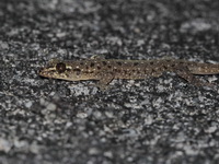 Common Four-clawed Gecko  - Khao Ramrom
