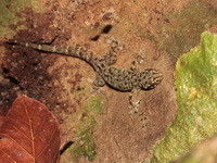 Common Four-clawed Gecko  - Phuket