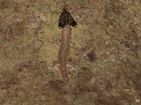 Common Four-clawed Gecko  - Ton Nga Chang WS
