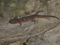 Common Four-clawed Gecko  - Baan Maka