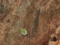 Common Four-clawed Gecko  - Baan Maka