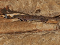 Cyrtodactylus undescribed sp  - Erawan NP