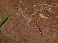 Cyrtodactylus undescribed sp  - Mae Ngao NP