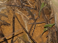 Cyrtodactylus undescribed sp  - Mae Wa Luang