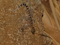 Cyrtodactylus undescribed sp  - Namtok Pha Suea - Tham Pla NP