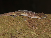 Cyrtodactylus undescribed sp  - Thong Pha Phum NP