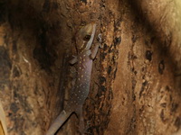 Cyrtodactylus undescribed sp  - Khao Laem NP