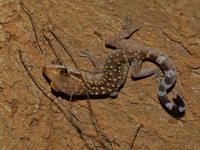 Cyrtodactylus undescribed sp  - Khao Laem NP