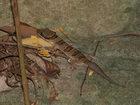 Cyrtodactylus undescribed sp  - Khao Yai Thiang
