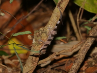 Cyrtodactylus undescribed sp  - Wang Nam Khieo