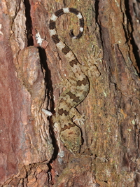Cyrtodactylus undescribed sp  - Phu Hin Rong Kla NP