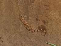 Cyrtodactylus undescribed sp  - Phu Hin Rong Kla NP