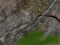 Cyrtodactylus undescribed sp  - Doi Tung