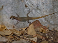 Dark-sided Ground Gecko  - Pak Chong