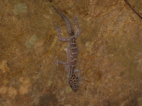 Doi Phu Kha Bent-toed Gecko  - Doi Phu Kha NP